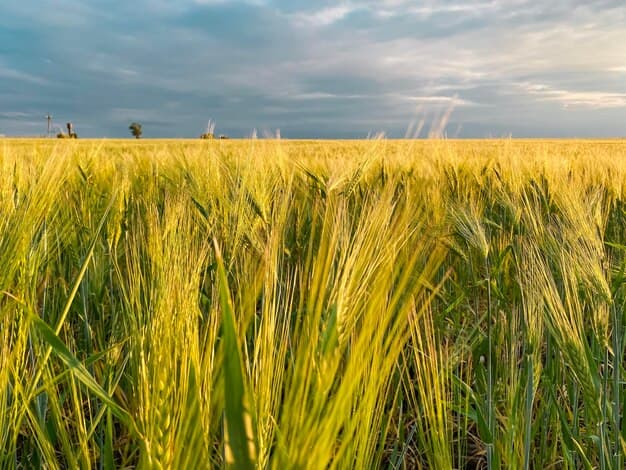 Фонове зображення коріння